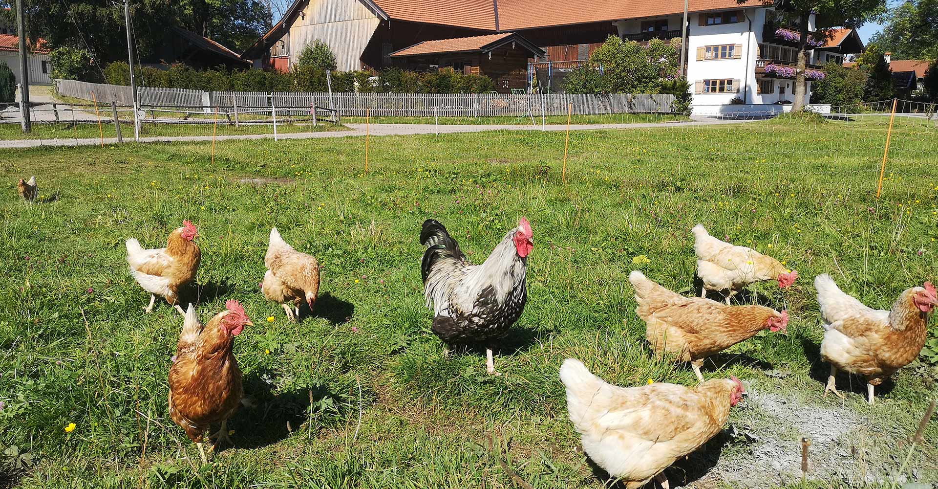 Hühnerschar vor dem Woidhauserhof